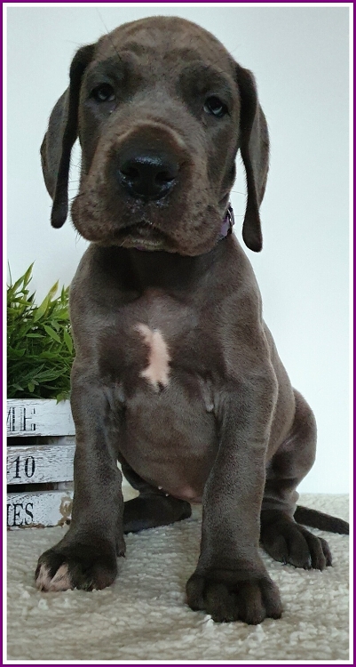 Litter Q 6 weeks